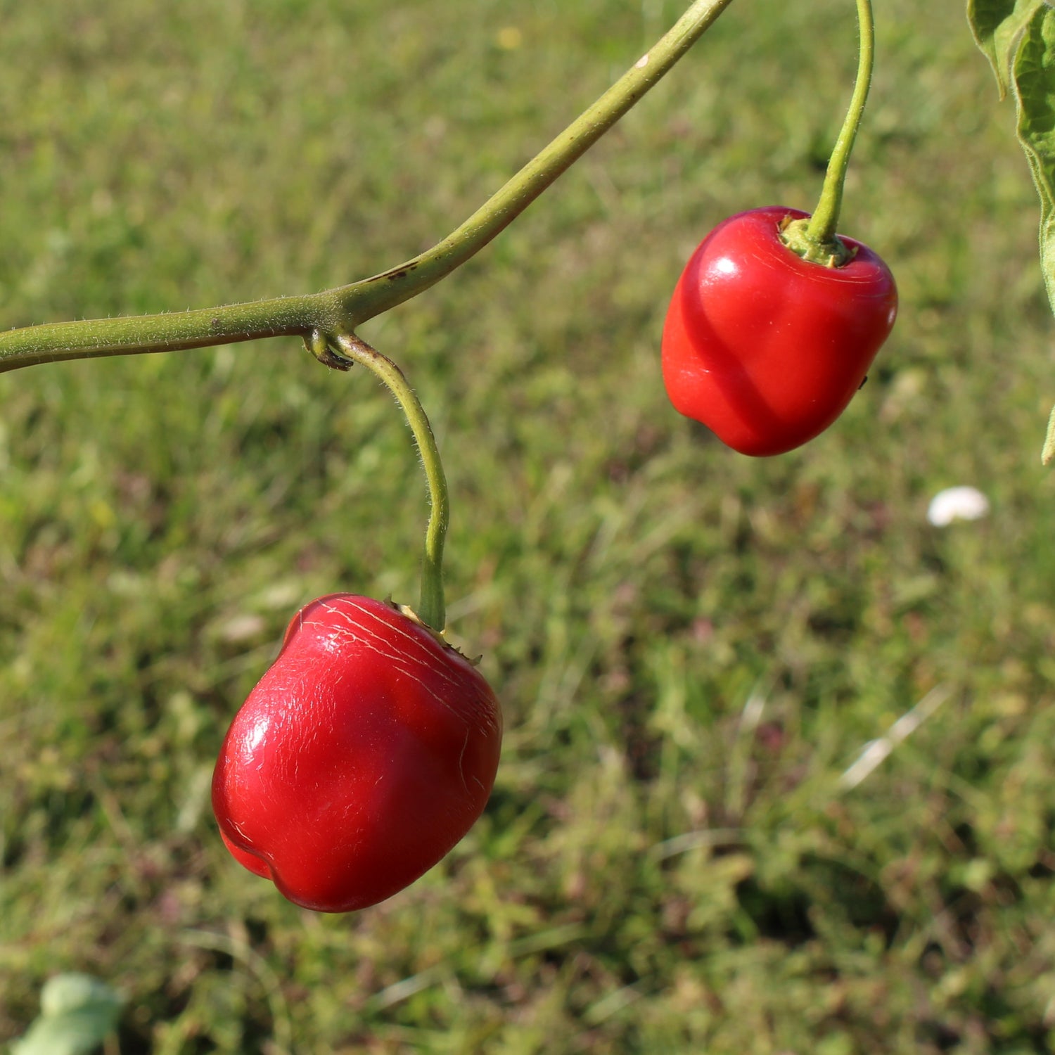 Rocoto Large Red - Chilipflanze