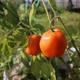 Rocoto Oculto - Chilipflanze