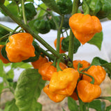 Scotch Bonnet Yellow - Chilipflanze
