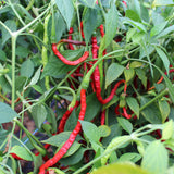 Thai Thunder Mountain Long Horn - Chilipflanze