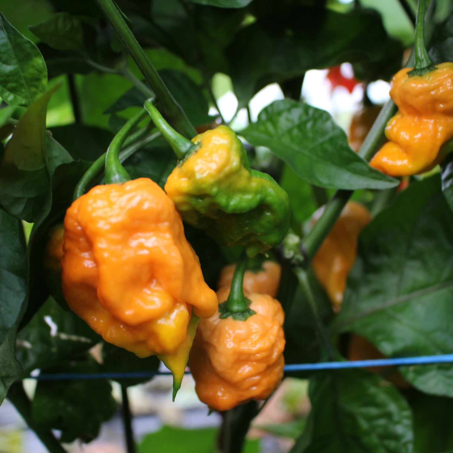 Trinidad Scorpion Peach - Chilipflanze