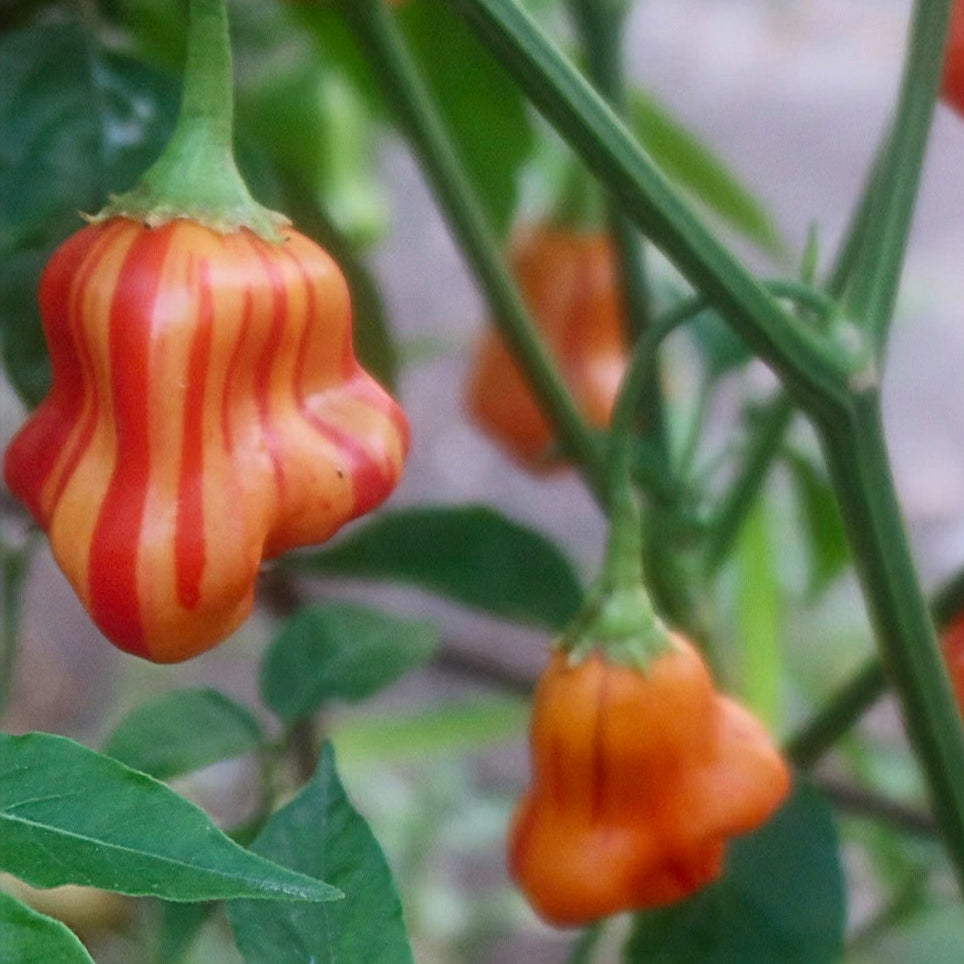 Zebrange - Chilipflanze