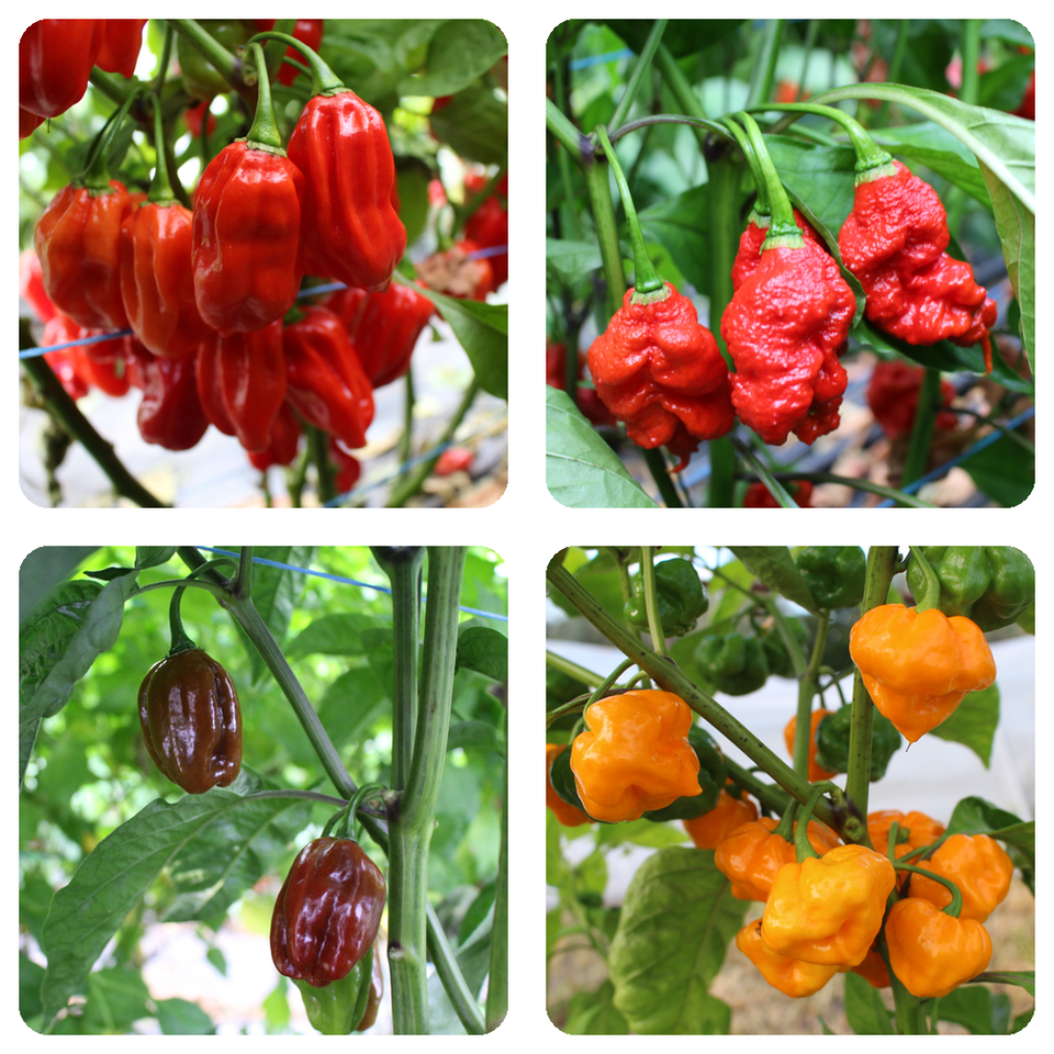 Chilipflanzen